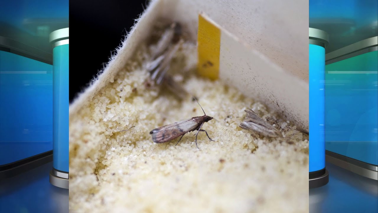 Do You Know What’s Crawling in Your Pantry?