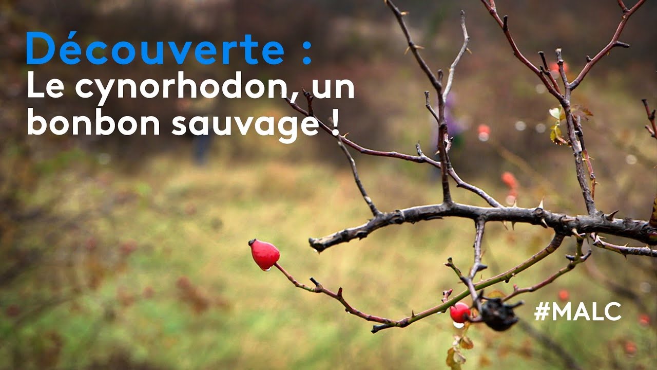 Découverte : le cynorhodon, un bonbon sauvage !