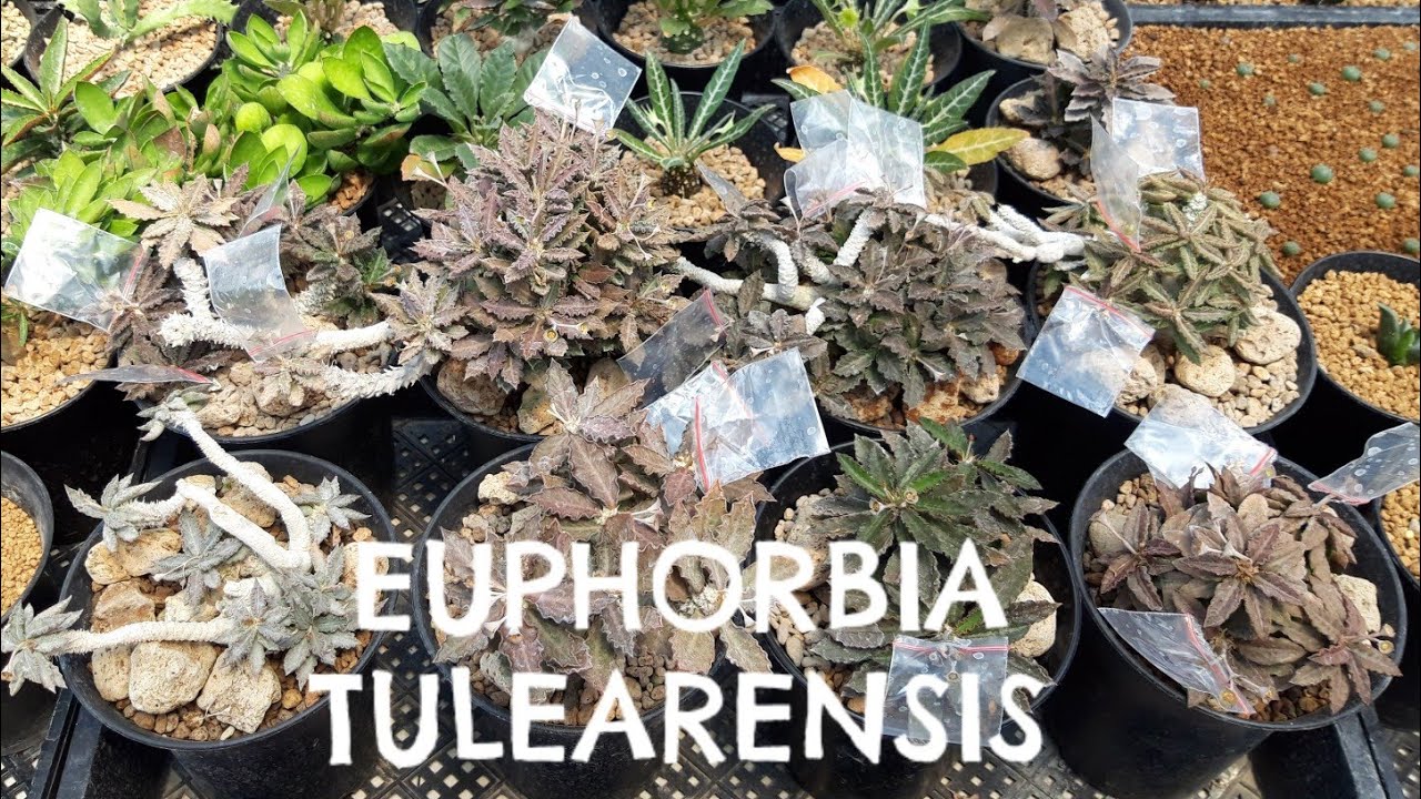 EUPHORBIA TULEARENSIS - si langsing keriting! CACTO#19