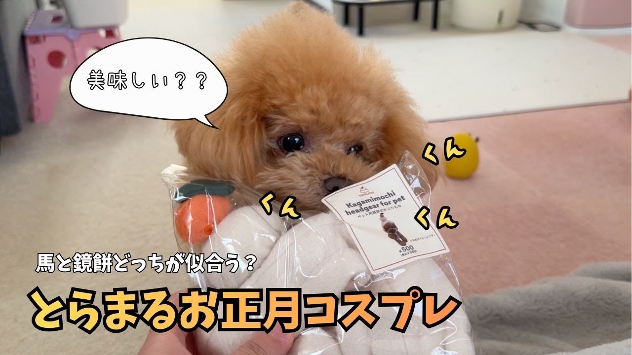 とらまる2026年初コスプレ🐶馬と鏡餅、どっちが似合う？