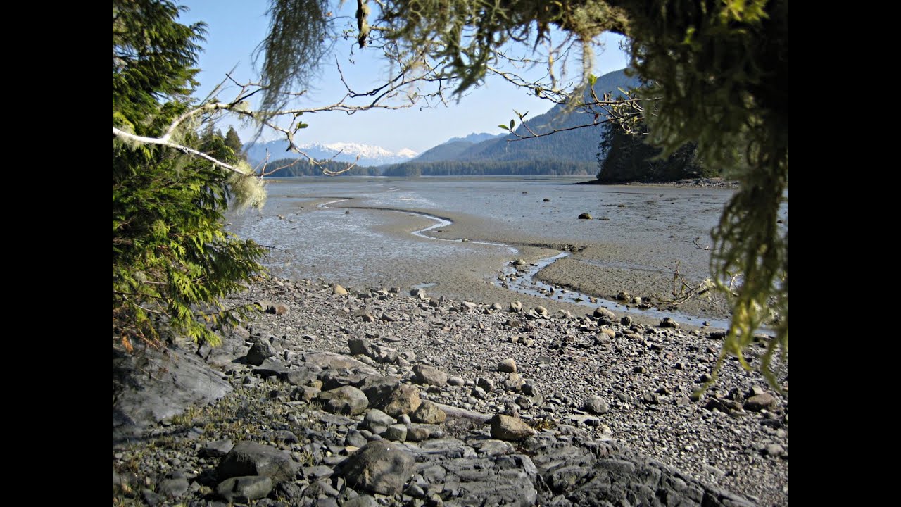 Magical Mudflats | Raincoast Field School @ home