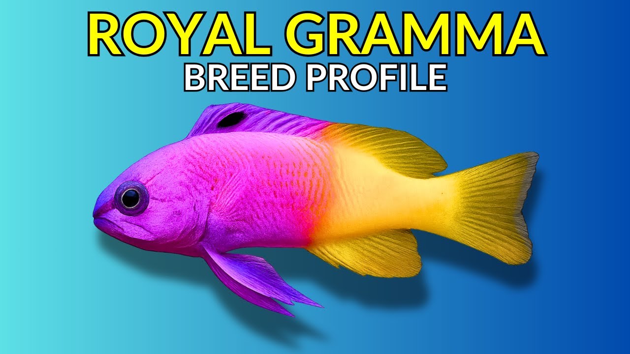 Royal Gramma Care Guide | Tank Setup  Feeding  Compatibility & Lifespan