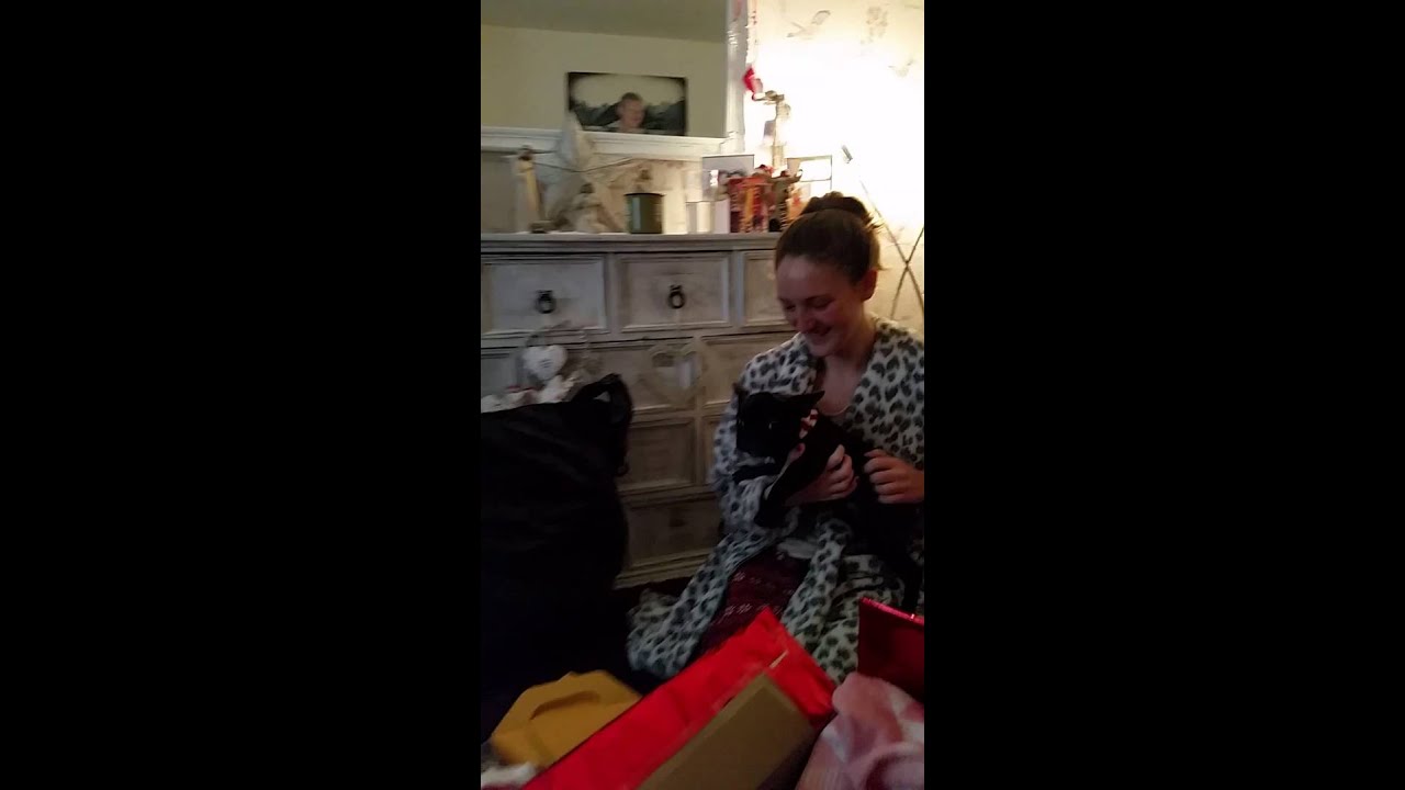 Our french bulldog puppy surprise