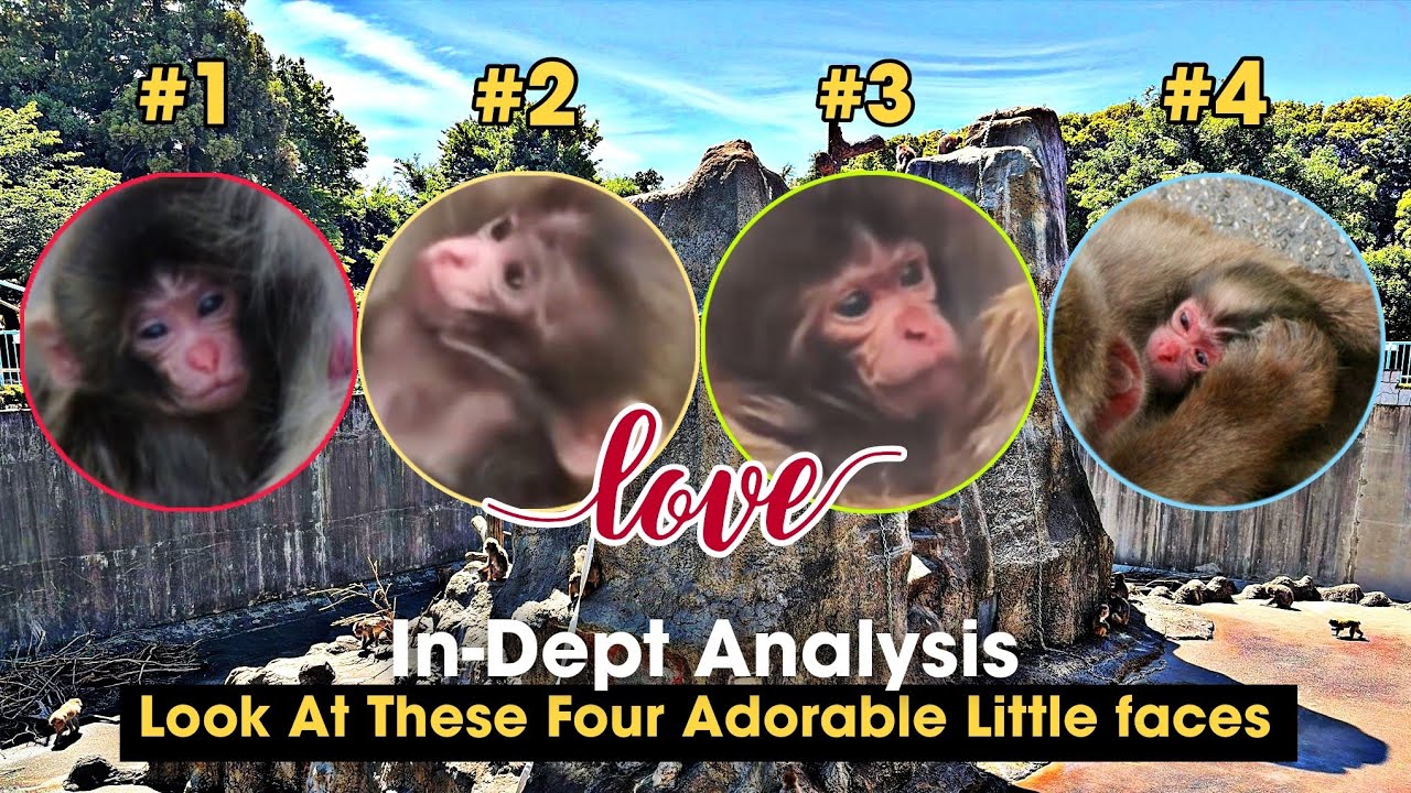 In-Depth Analysis: Look At These Four Adorable Little faces At Monkey Mountain Ichikawa Zoo