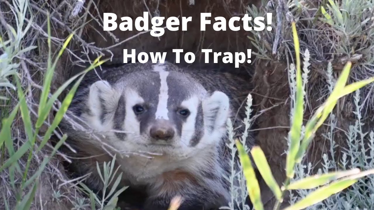 Badger Facts! How They Live! How To Trap!