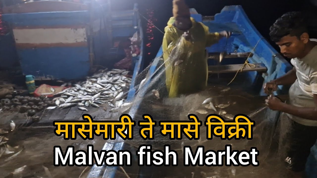 मासेमारी ते मासे विक्री | malvan fish market 