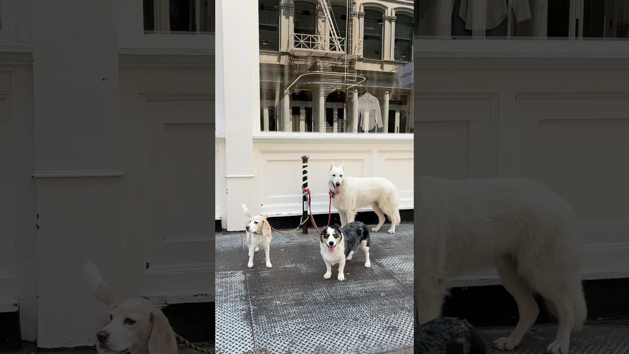 another little day in the life of a dog walker in NYC 12 hour shift again #dayinmylife #dogwalking⭐️