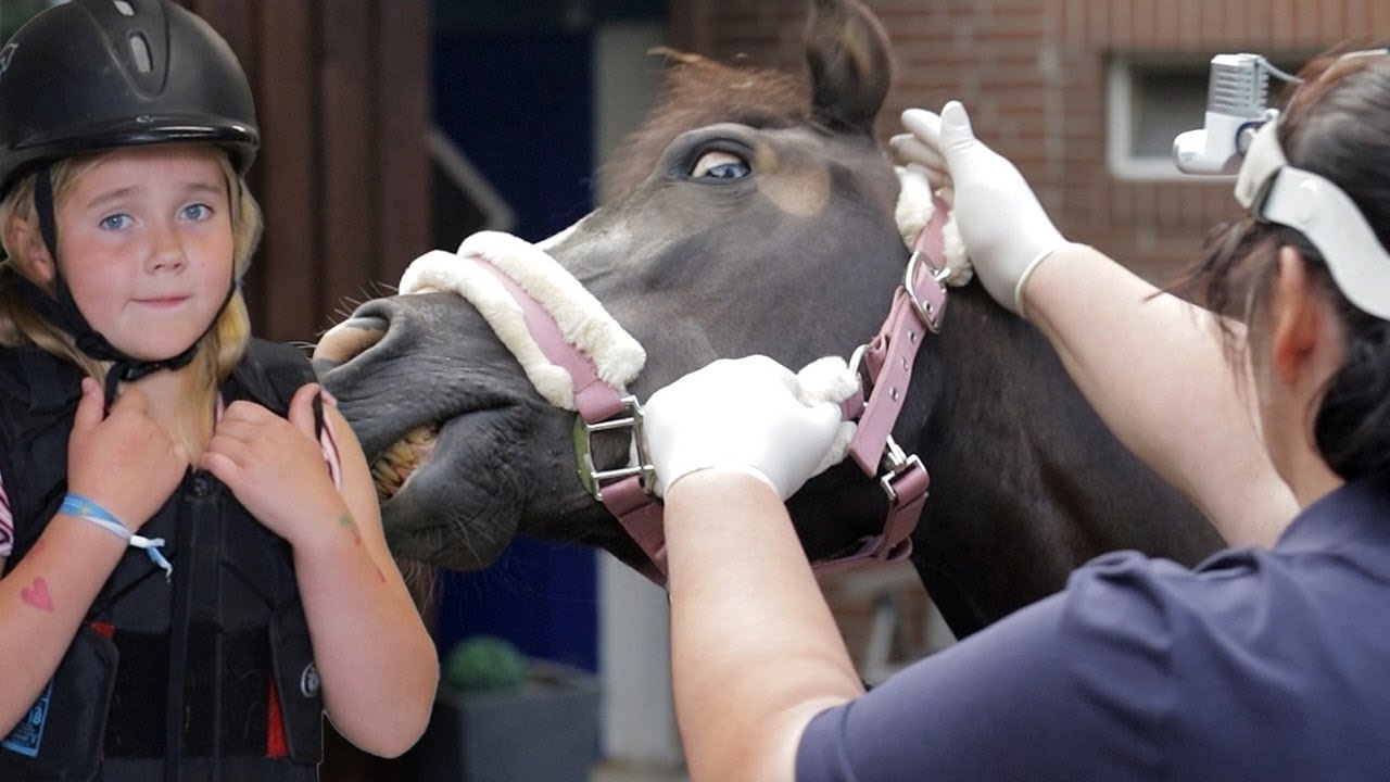 Kinderpony macht Probleme - Soraja steigt vorm Anhänger und lässt sich nicht auftrensen