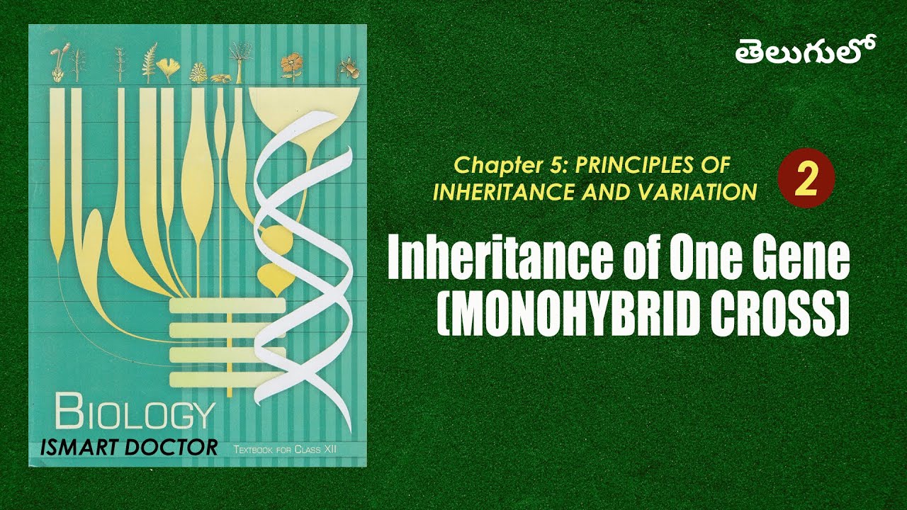 What is Monohybrid Cross? || Telugu