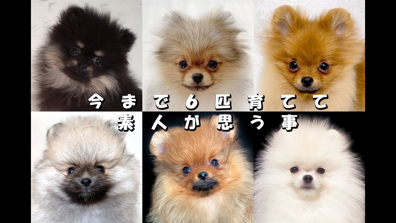ポメラニアンの成長の仕方とお迎えしたい方へ向けて…≪#331≫