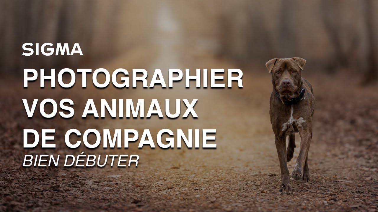 SDLP 2023 : La Patte sur L’objectif : Bien débuter en photographie d’animaux de compagnie