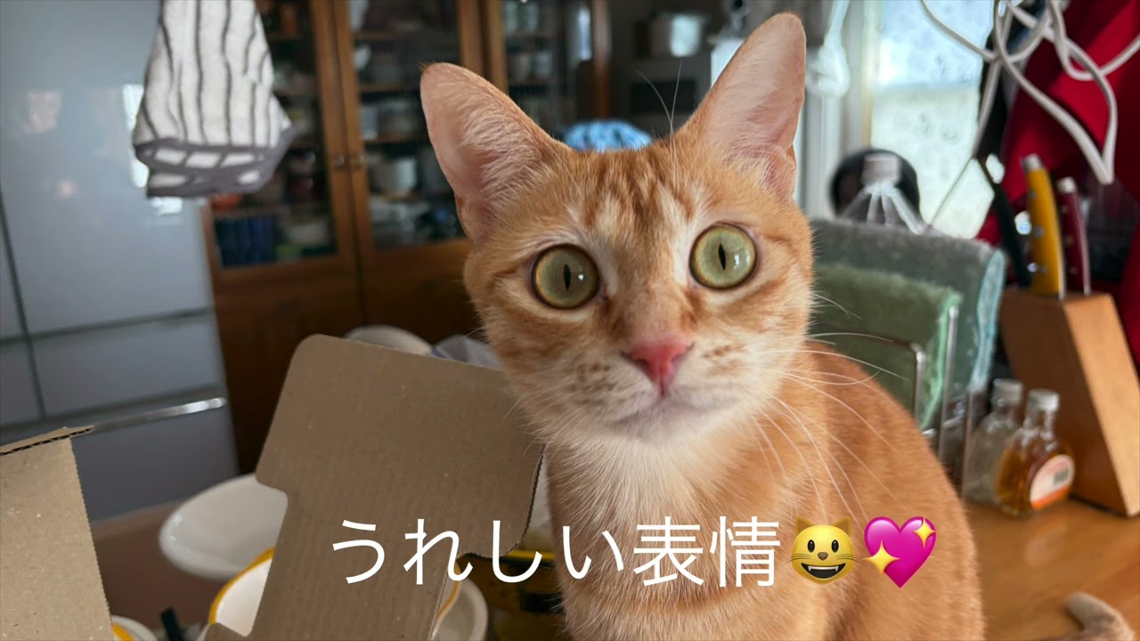 全部&hellip;桃ちゃんの？😺📦