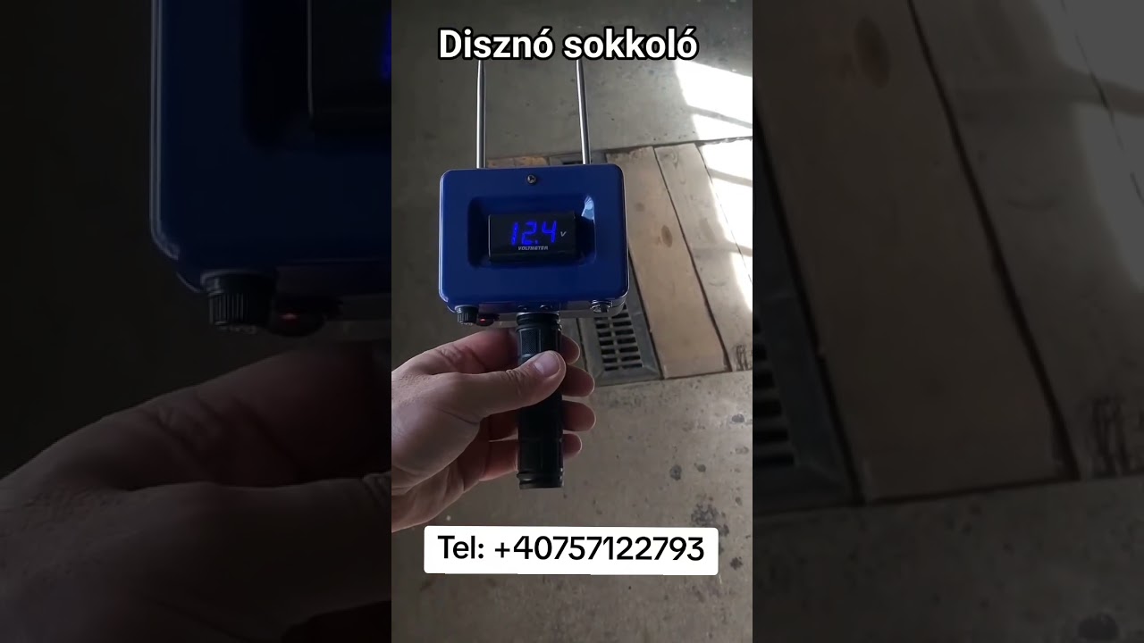 Diszn&oacute; sokkol&oacute;.Sert&eacute;s k&aacute;bit&oacute;#diszno#sertes#mangalica#disznovagas#pigshocker