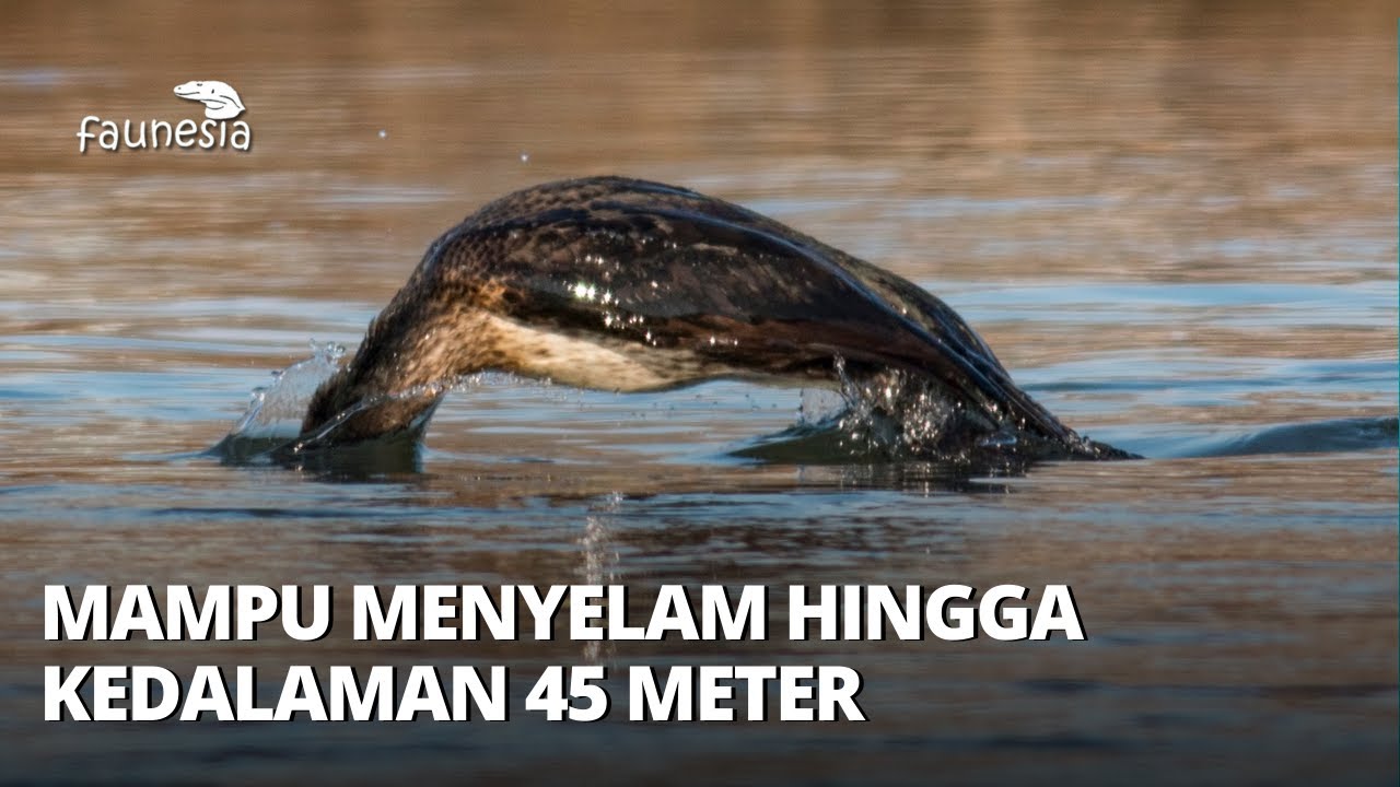Burung Pecuk: Hewan Unik Laut yg Eksotis, Si Penyelam Ulung!