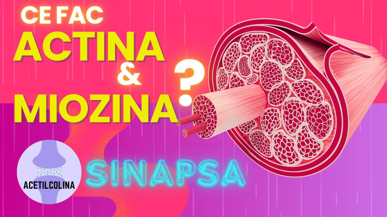 MUSCHII Corpului - Sinapsa, Contractie, Tonus : FIZIOLOGIA si Structura EXPLICATE CLAR