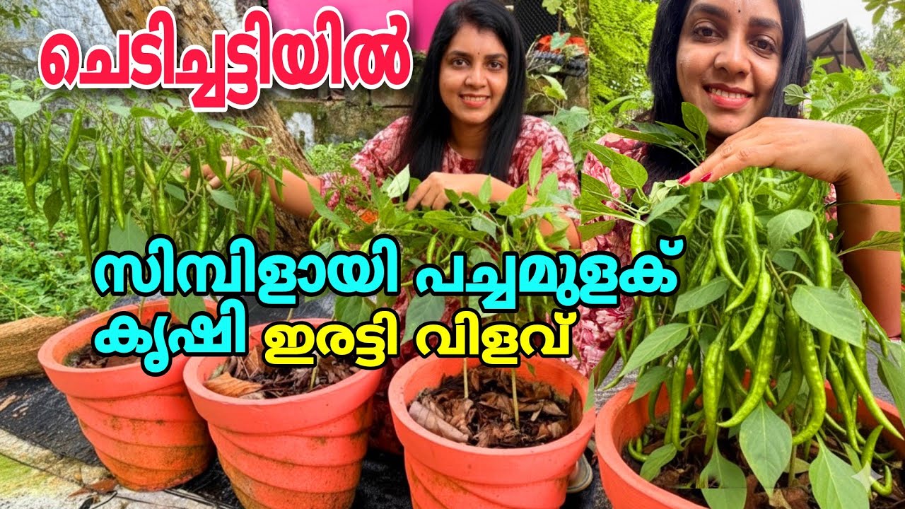 ചെടിച്ചട്ടിയിൽ സിമ്പിളായി പച്ചമുളക് കൃഷി | മികച്ച വിളവ്| Green chilli cultivation in Pot |