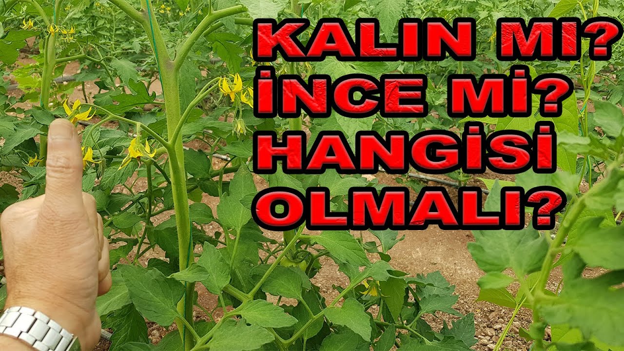 SEBZENİZ KALIN MI OLSUN, İNCE Mİ? HANGİSİ DAHA İYİ?