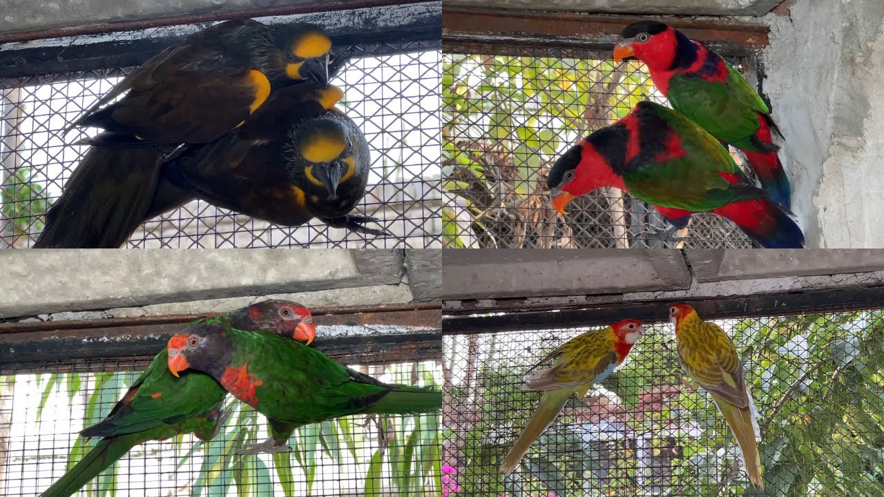 Lory Birds Breeding Season | Lorikeet Birds Eggs | Rosellas Parrots | M Birds