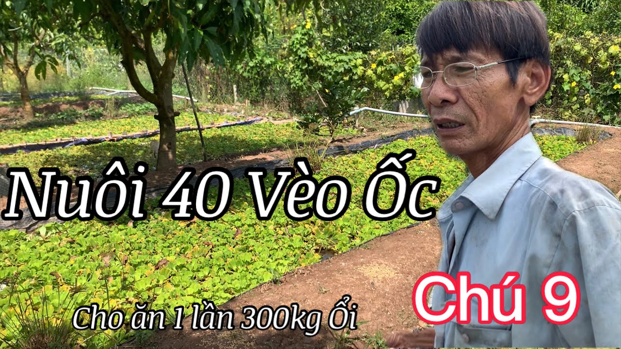 Lão Nông Nuôi 40 Vèo Ốc Bươu Đen,  Tỷ Phú Tiền Giang Miền Tây | Đại Gia Đình Nhà Chòi