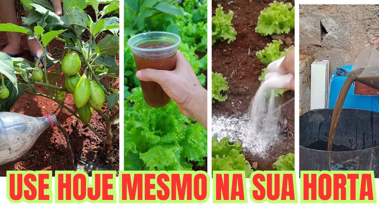 NÃO DEIXE FALTAR ESSES 4 ADUBO NA HORTA SE QUISER COLHER MUITO TODOS OS DIAS