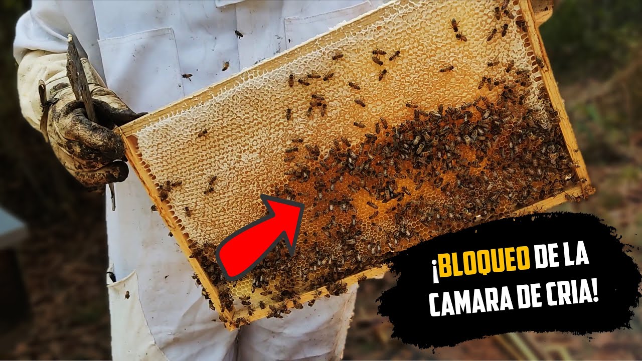 Por esta Razon las Abejas no Meten Miel en el Alza