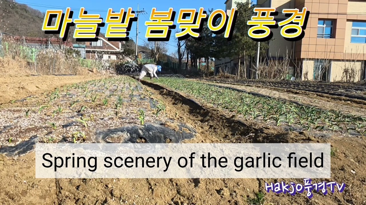 #마늘밭봄맞이풍경#비료주기#Garlic field spring scenery #fertilizer application