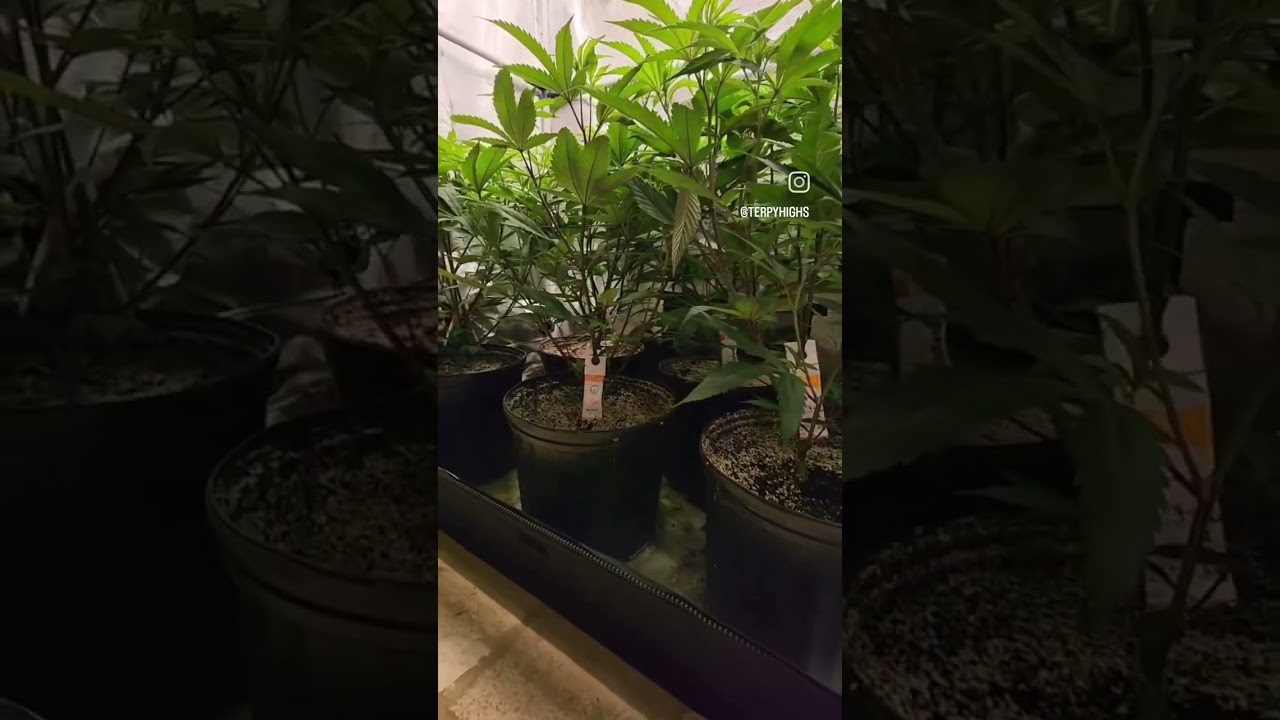 Black Cherry Punch 2x4 grow tent. Terpy Highs