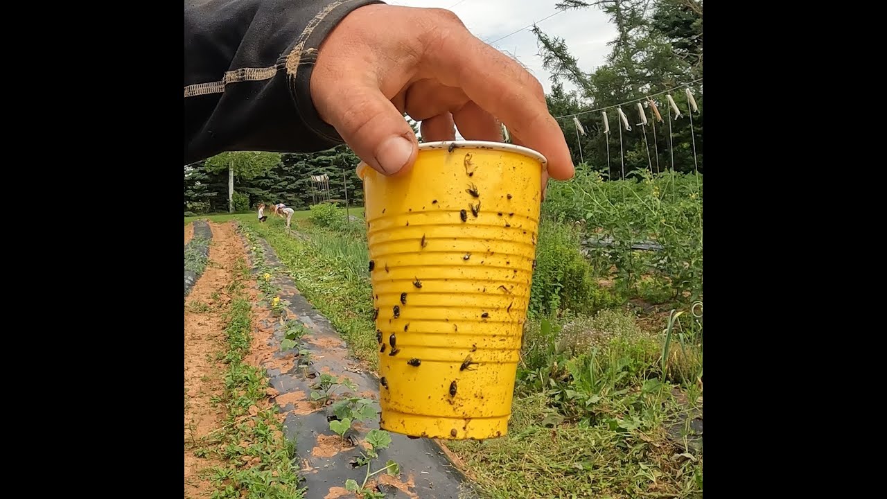 Cucumber Beetle Trap