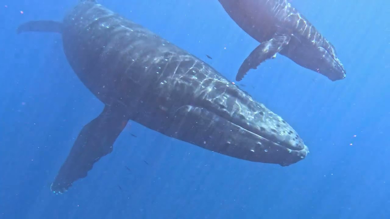 Mama and Baby Humpback Close Up : Maui
