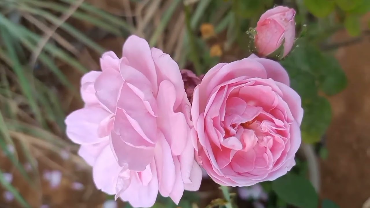 Red pink and light pink rose flowers plant 