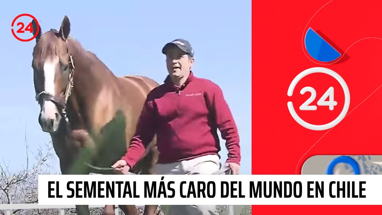 ¿A qué viene a Chile el semental más caro del mundo? | 24 Horas TVN Chile