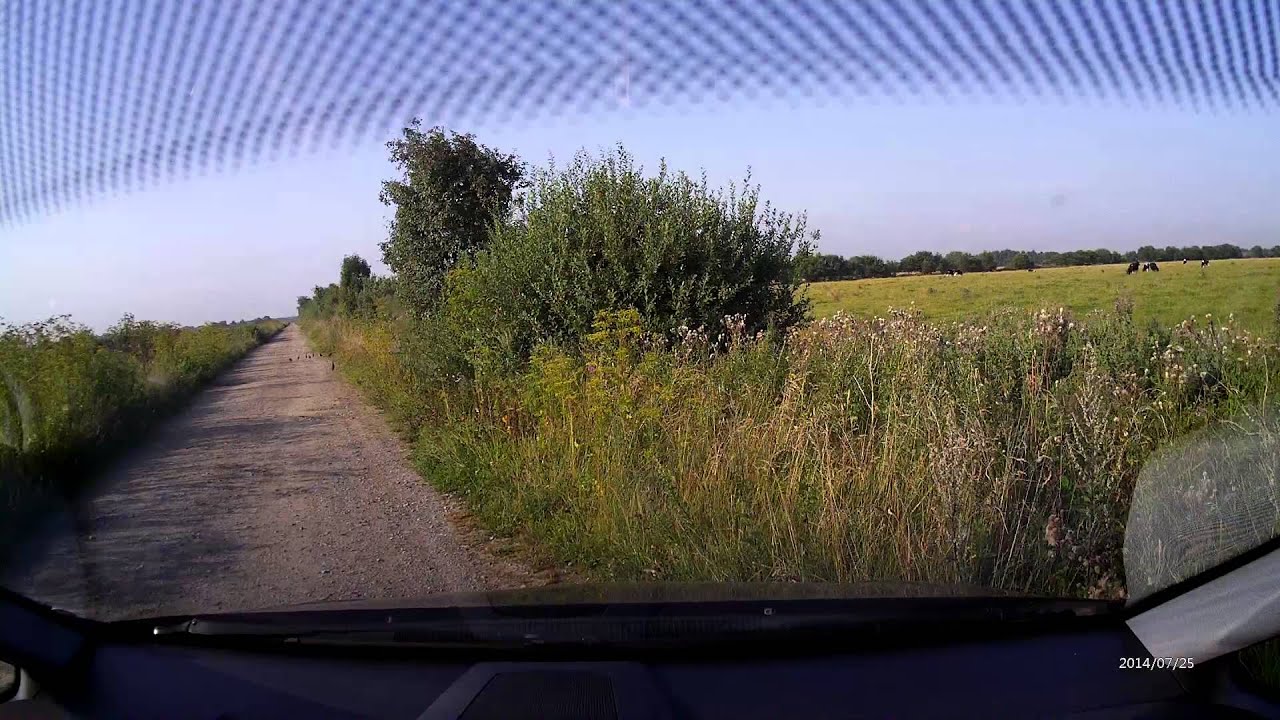 Lækat på jagt