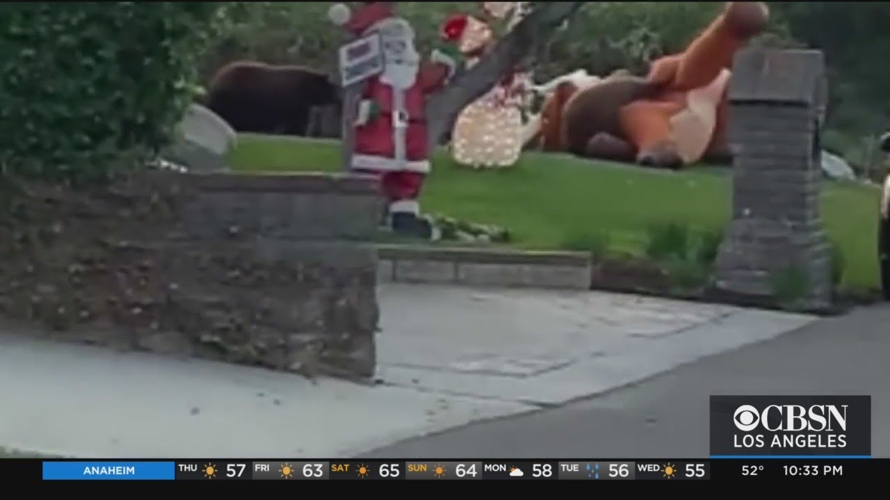 Bear Roughs Up Inflatable Rudolph