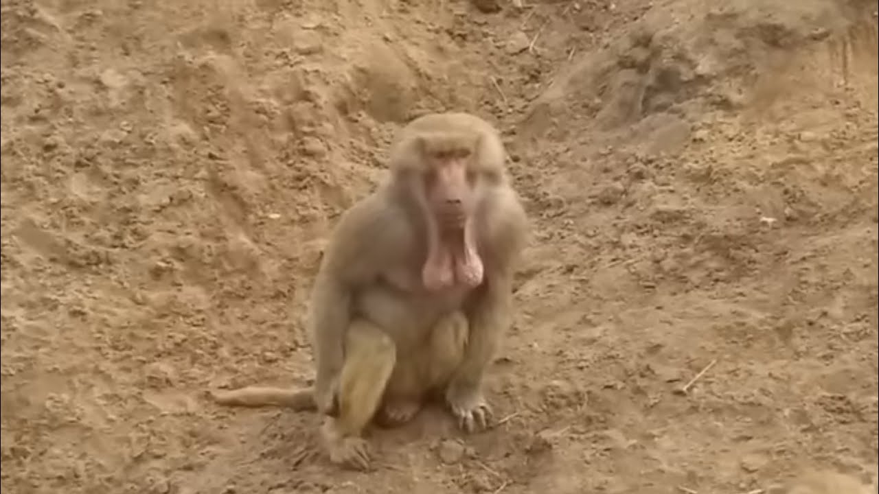 Mad monkey EATS BABY monkey! Baboon flexing BALLS on his chin [ORIGINAL VIDEO]