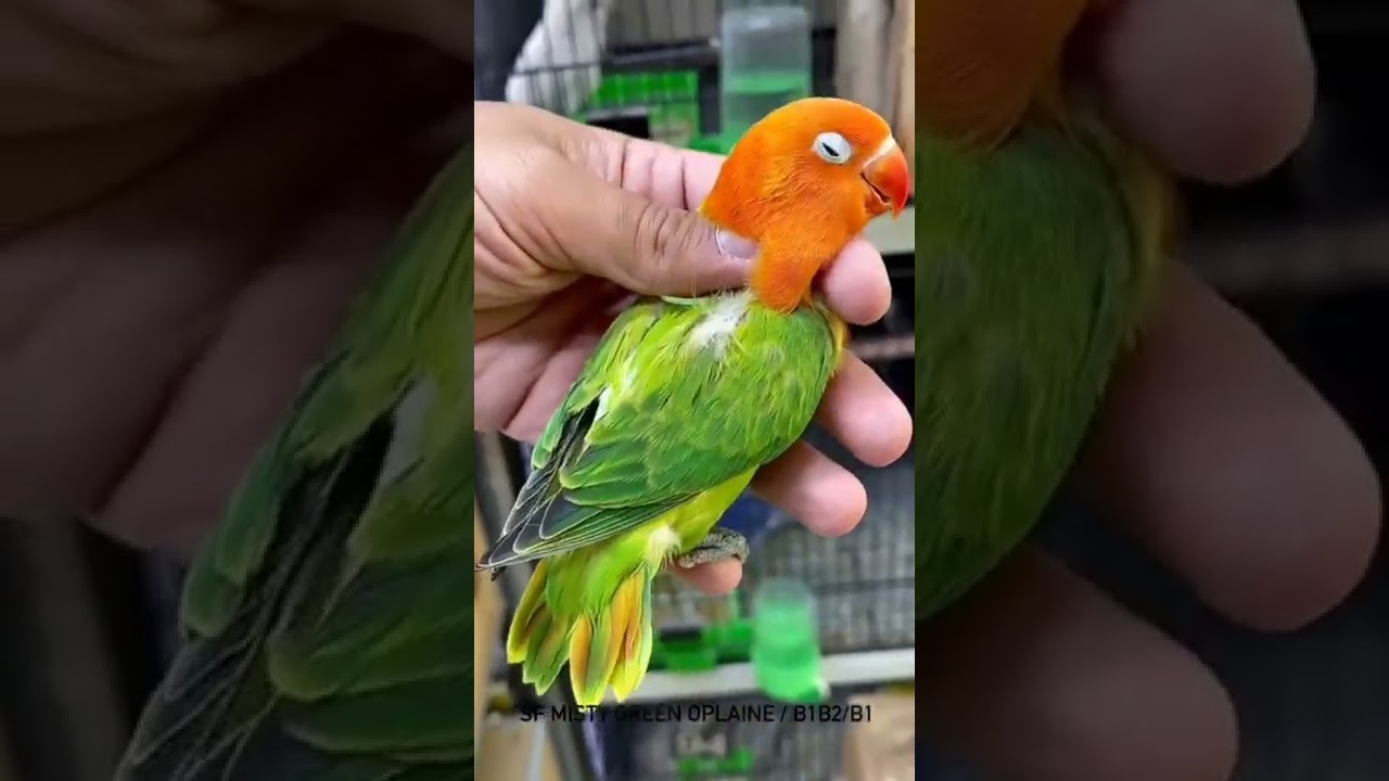 Top class Quality birds Green opaline