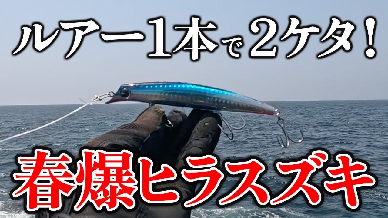 【春爆ヒラスズキ90分2ケタ】サスケ120裂波1本で爆釣！