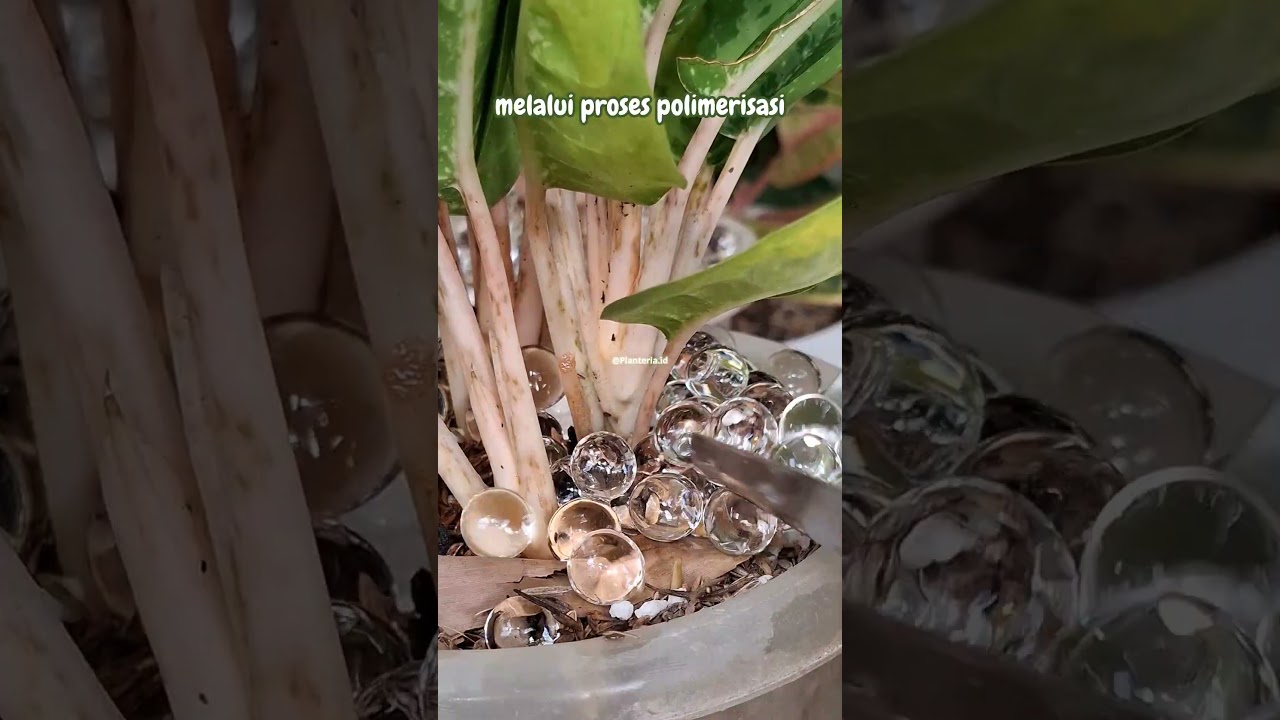HIDROGEN MENAMBAH KELEMBABAN MEDIA TANAMAN #Hidrogel #MediaTanam #TipsBerkebun #TanamanHias