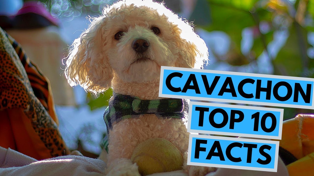 Cavachon - TOP 10 Interesting Facts