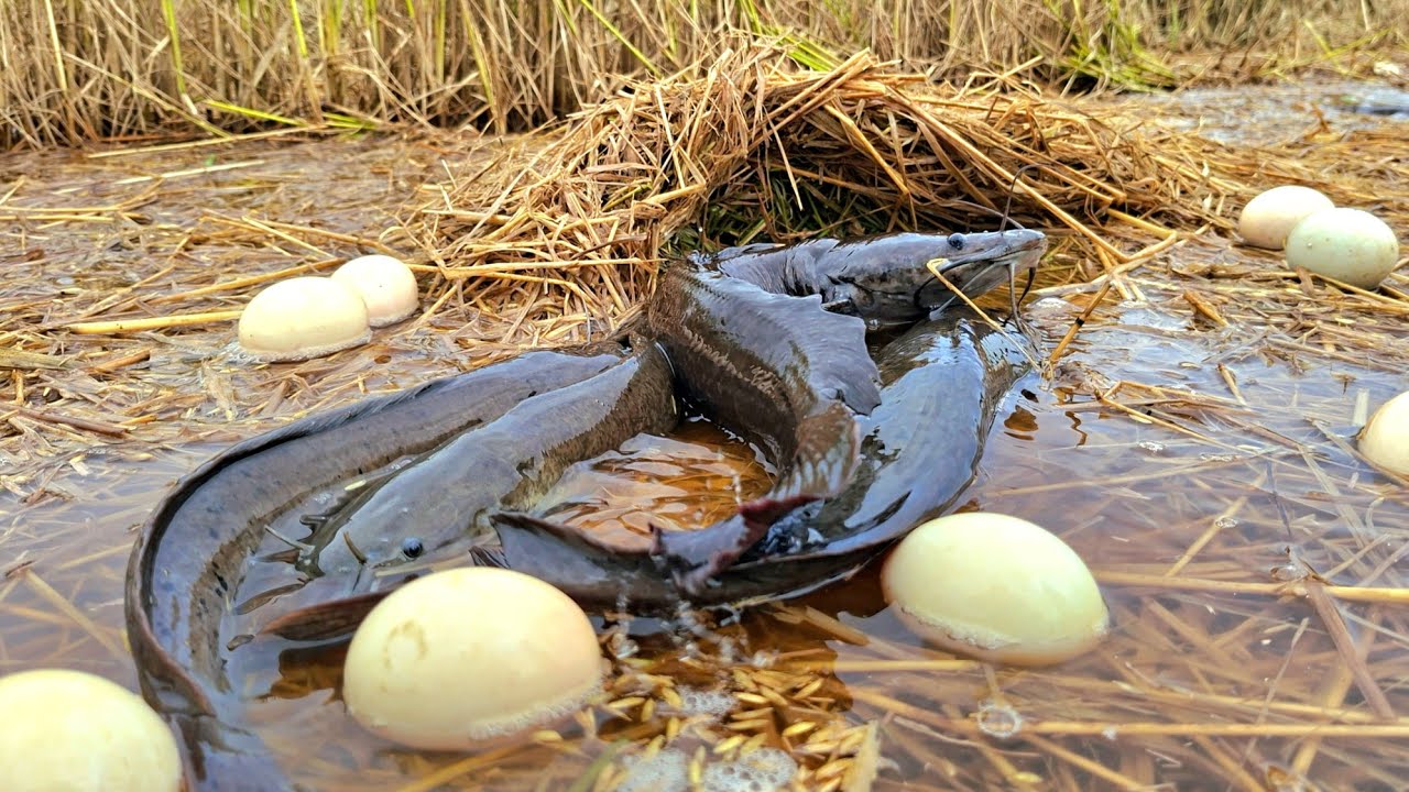 Top amazing fishing videos Fishermen catch a lot of fish and collect eggs under straw after the rain