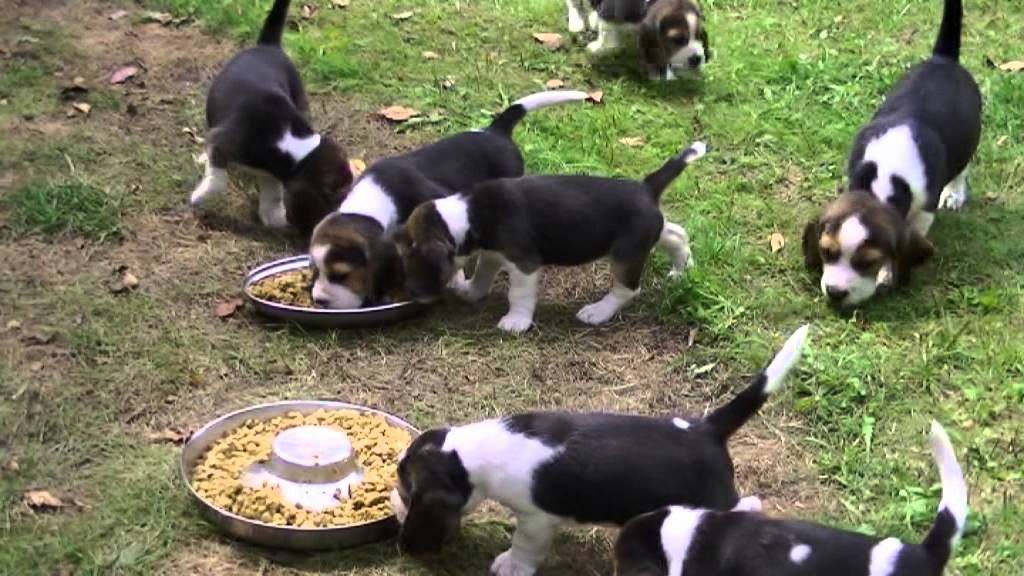 Beagle szczeniaki miot A 6 tygodni / litter A six weeks old