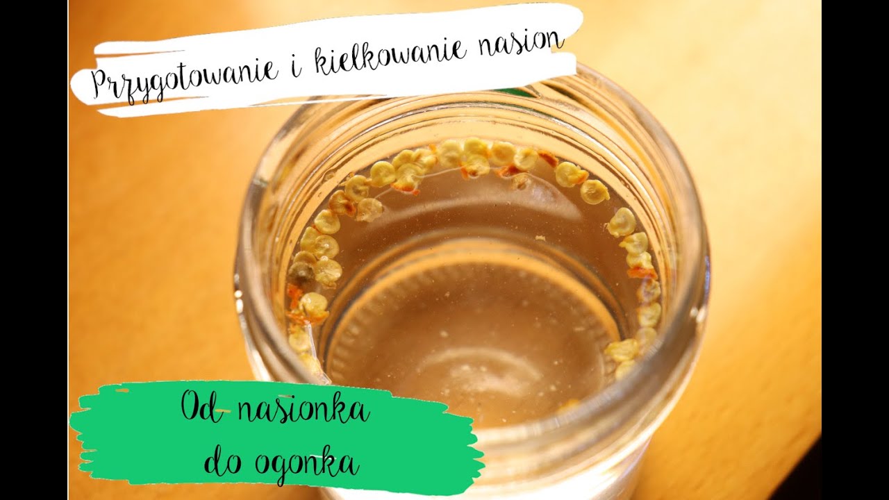 Od nasionka do ogonka - Przygotowanie i kiełkowanie nasion papryki - metody alternatywne