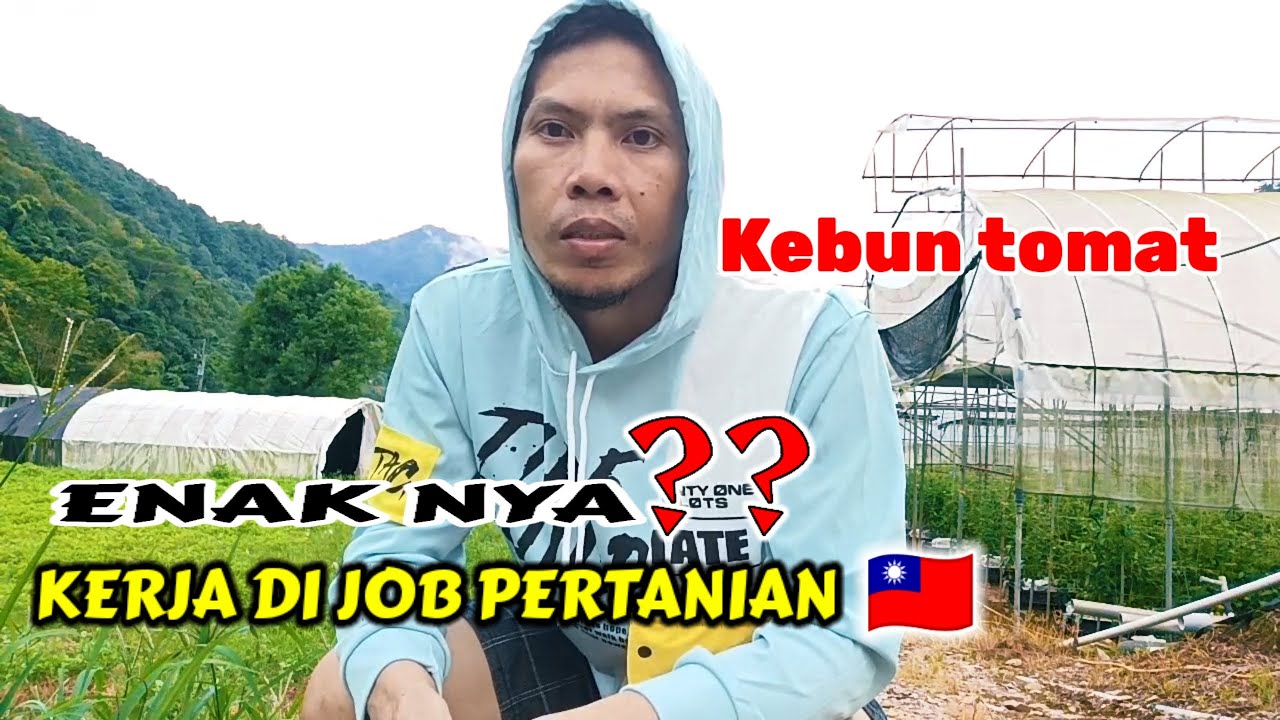 ENAKNYA KERJA DI KEBUN TOMAT TAIWAN ADA LEMBURAN DI MUSIM PANEN