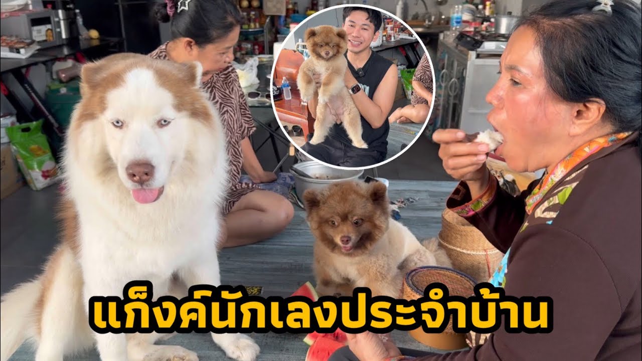 บ้านนี้หมาดุ กัดหมดไม่สนลูกใคร ใครอยากลองดีแวะมาหานะจะสวบ