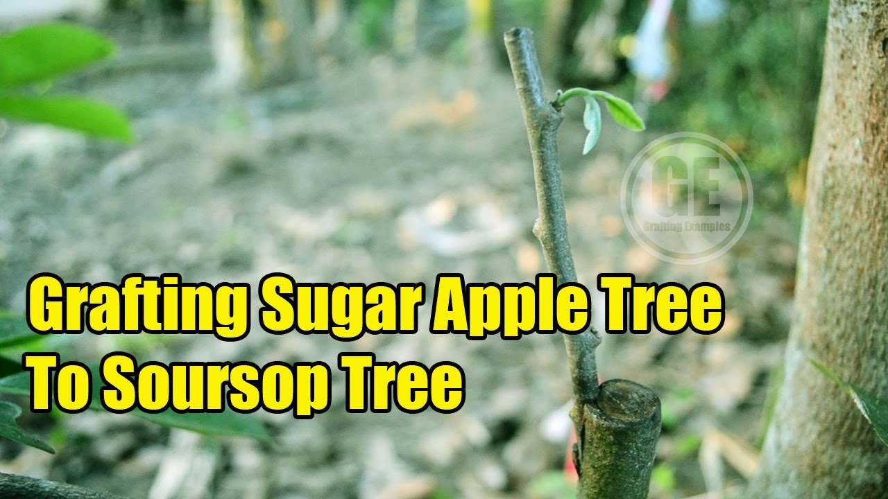 Grafting Sugar Apple Tree To Soursop Tree