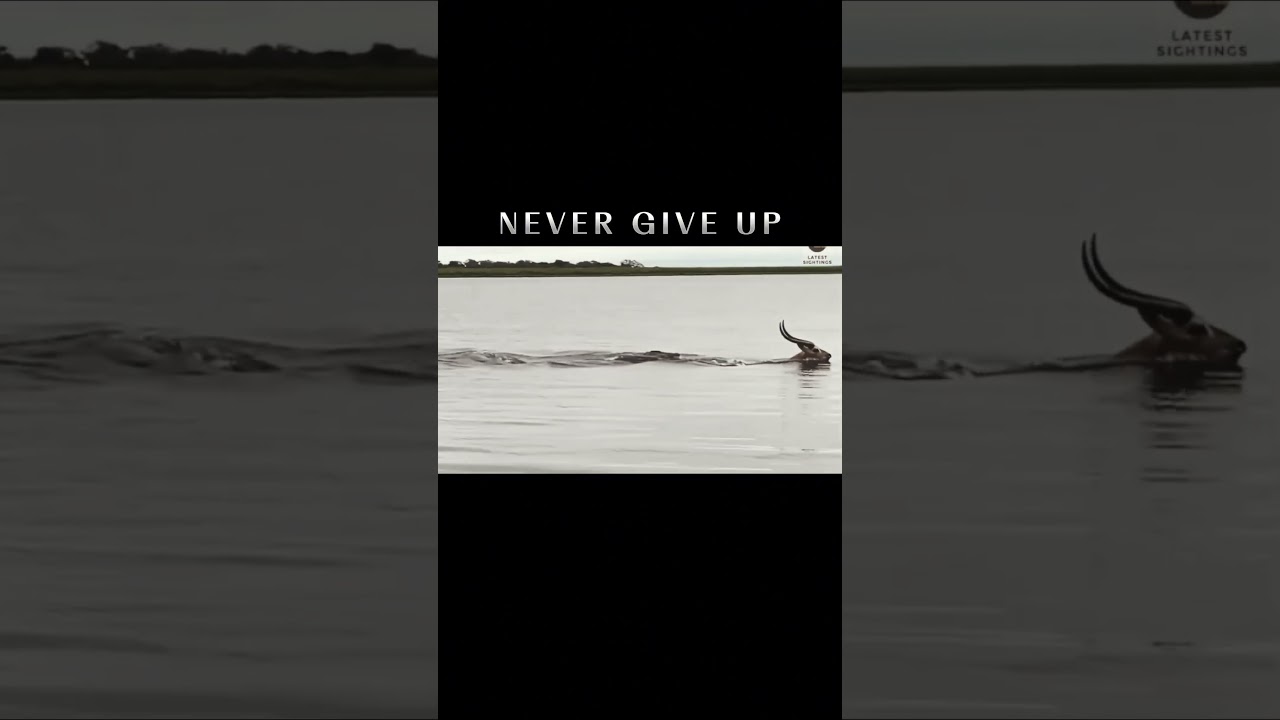 Facing a crocodile with determination | #determination #resilience #challenges #focusnegotium