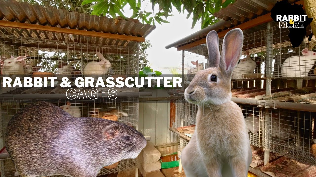 Modern Cages For Rabbit & Grasscutter Farming