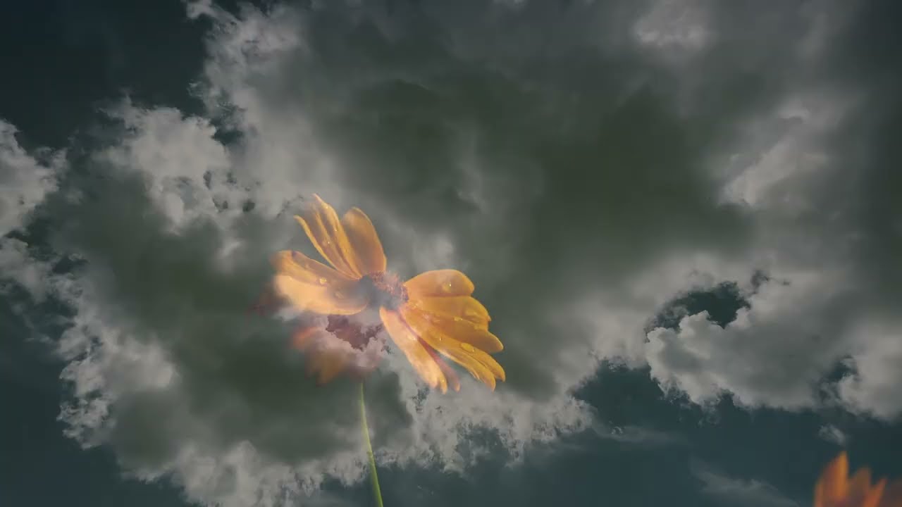 Gdzie jesteś, mamo. 4K.