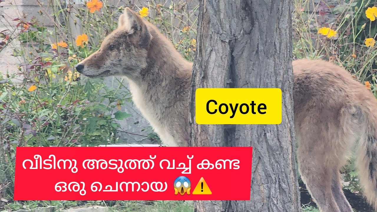കാനഡയിൽ ചെന്നായ ശല്യം 😱|| coyote || wolf || canada ||