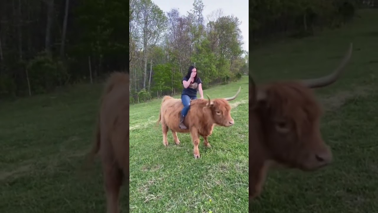 Riding a cow like a horse! 