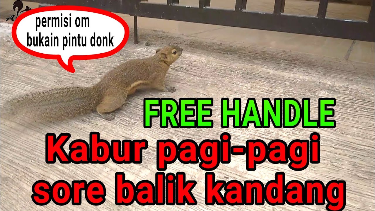 PAGI keluyuran, SORE pulang kandang. FREE HANDLE #bajingkelapa #tipaikelapa #squirrel
